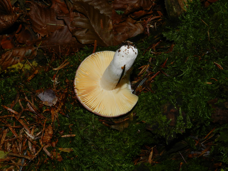 sempre bosco prevalenza conifere